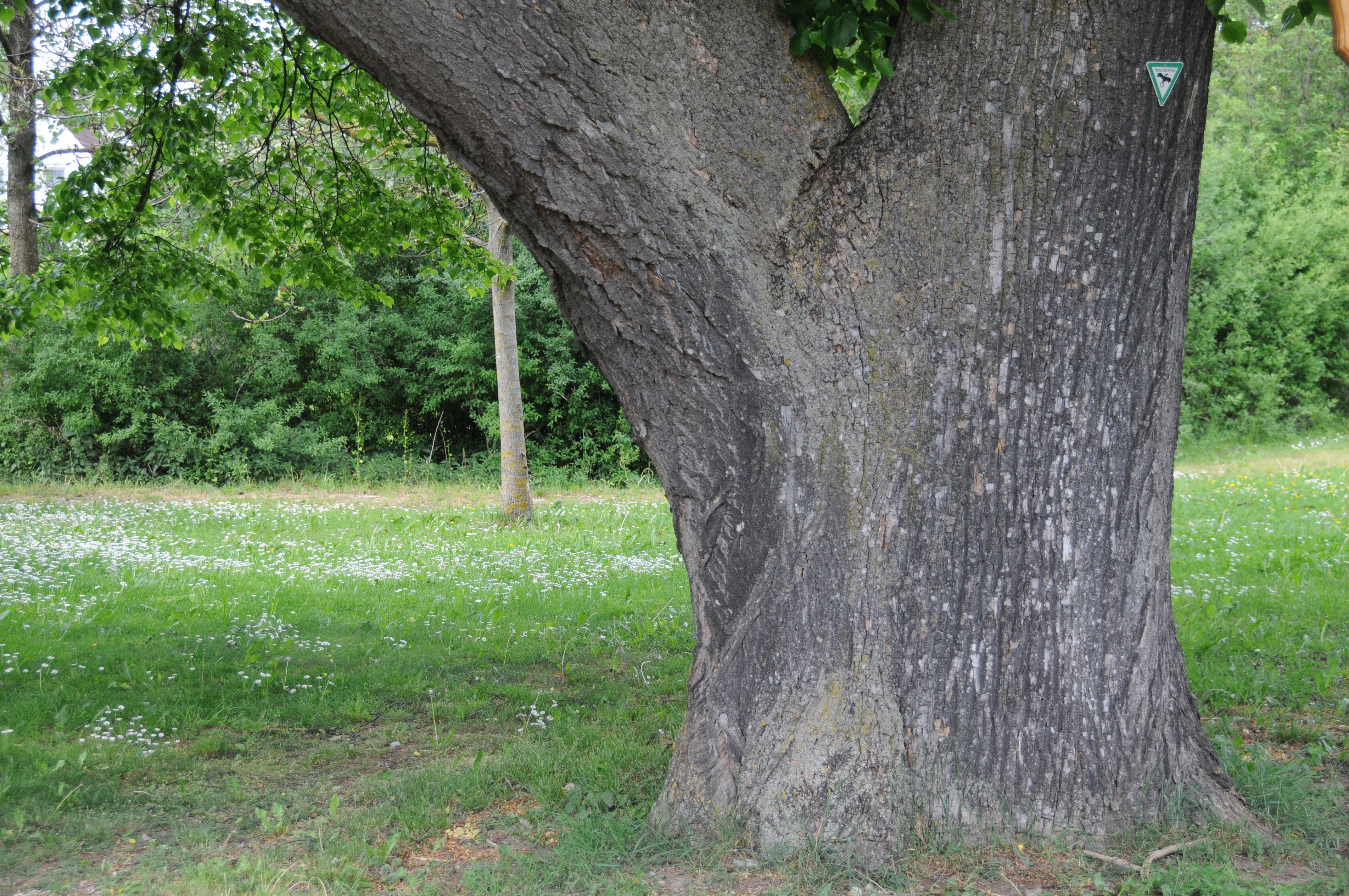 Baum Naturdenkmal bei Maihingen